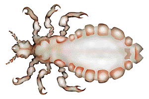louse
