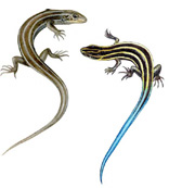 skinks